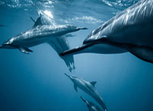 实时比分-申花董事长：今年压力有些早 有些大，这是申花重生的代价